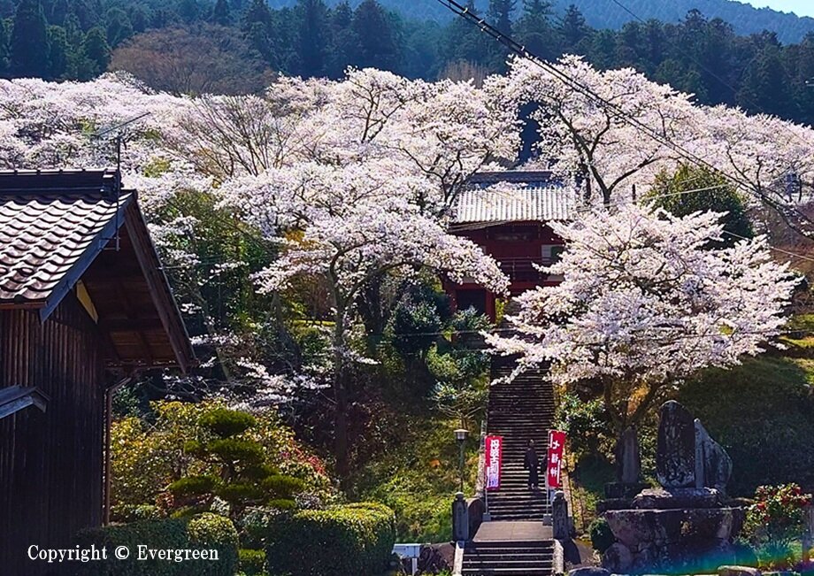 常勝寺の桜-02