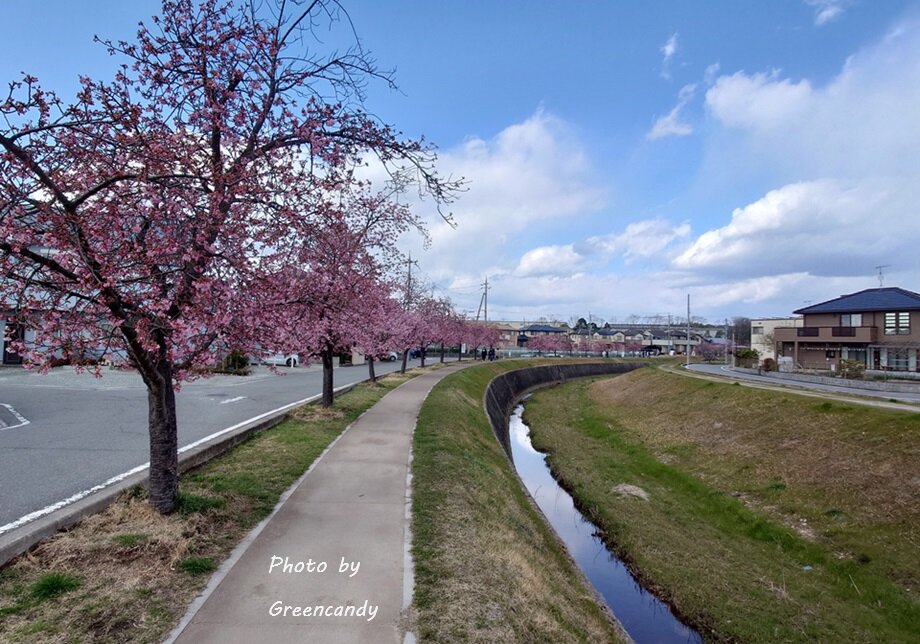 大島川桜回廊-01