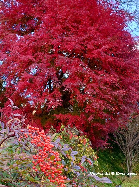 如来寺禅昌寺の紅葉-04