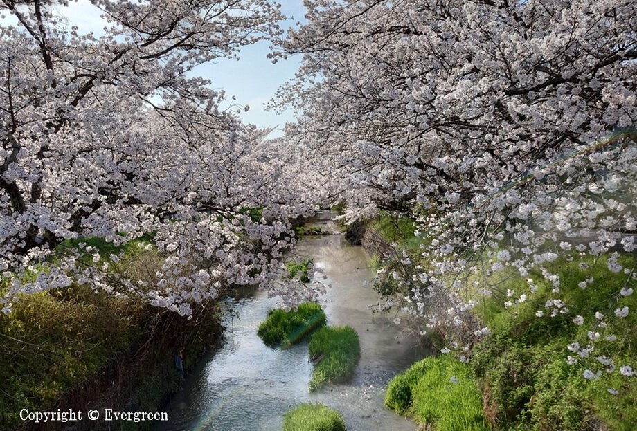 黒井川桜堤-01