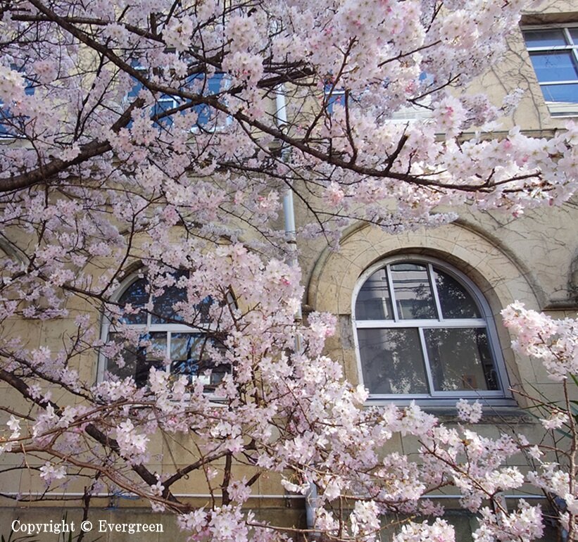 成徳学舎の桜-03