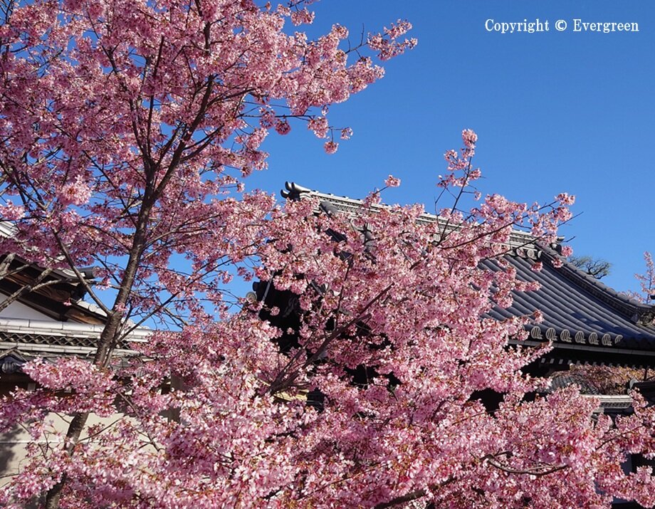 長徳寺の桜-04