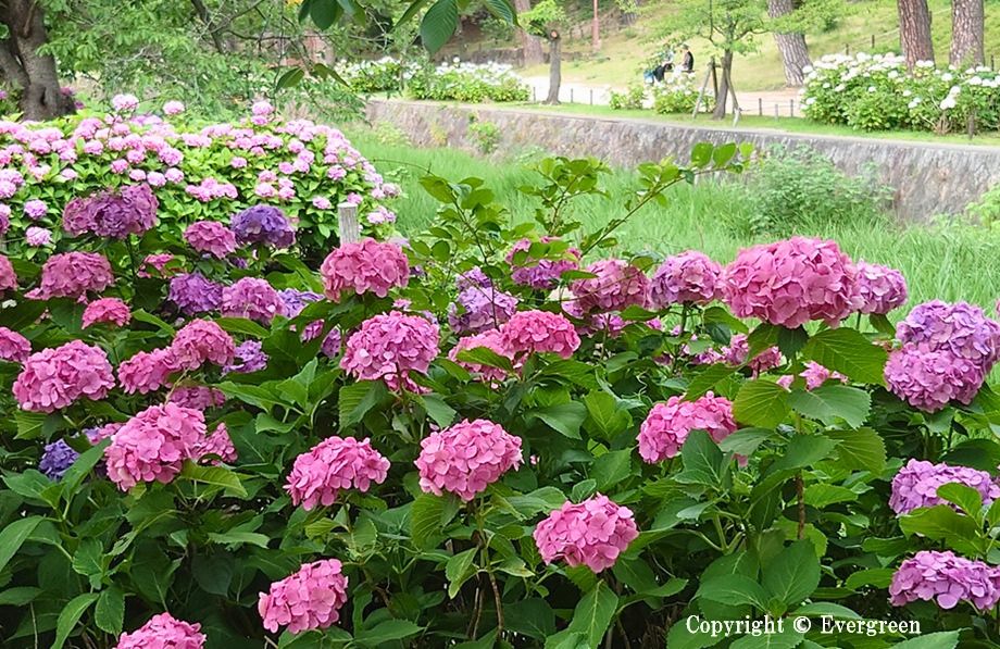 夙川公園の紫陽花-05