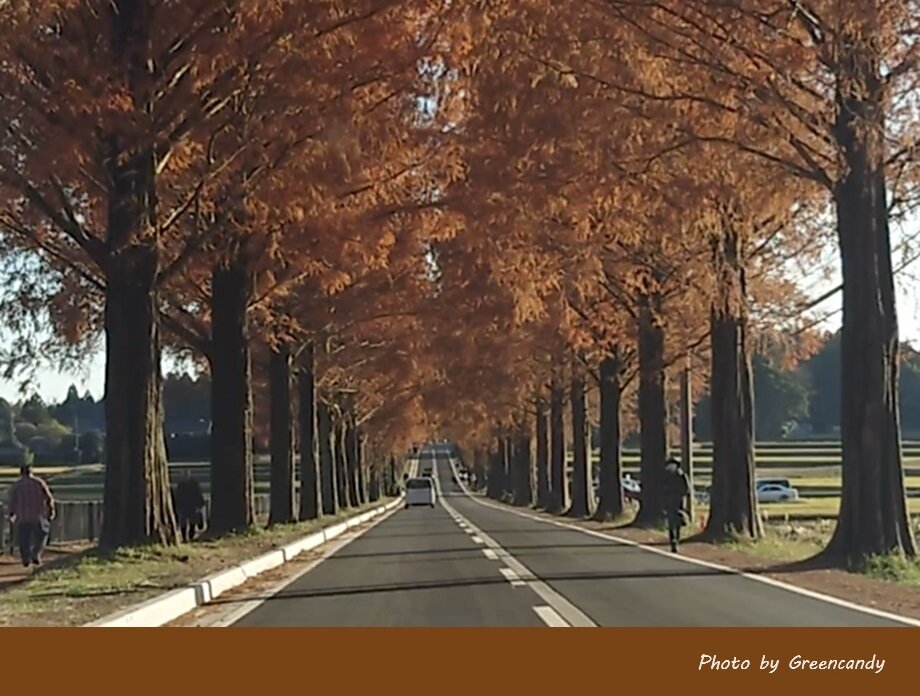 高島市メタセコイア並木道の紅葉-15