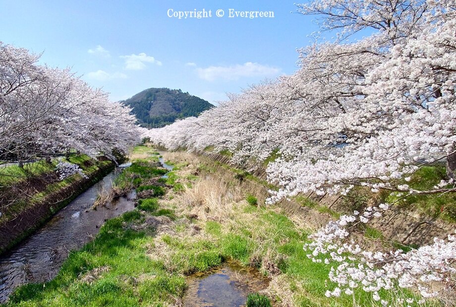 柏原川桜-02