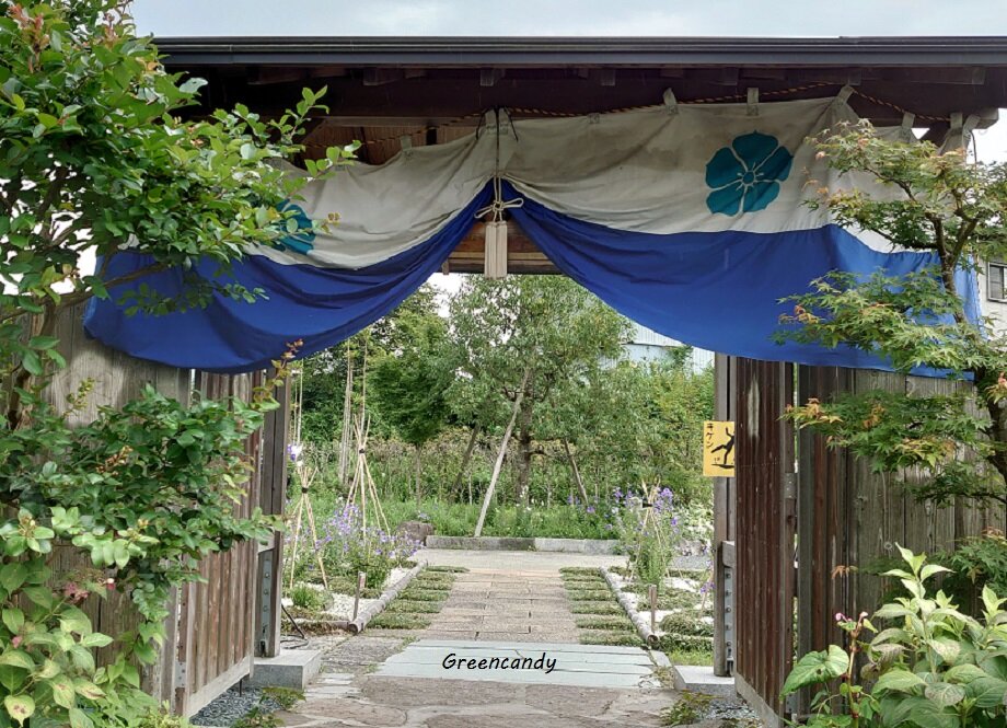 亀岡ききょうの里-09