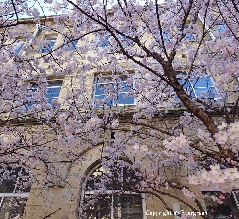 成徳学舎の桜-05