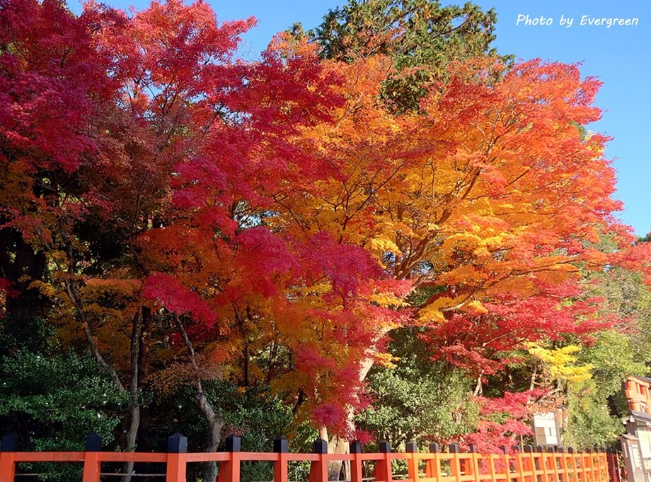 上賀茂神社の紅葉-02