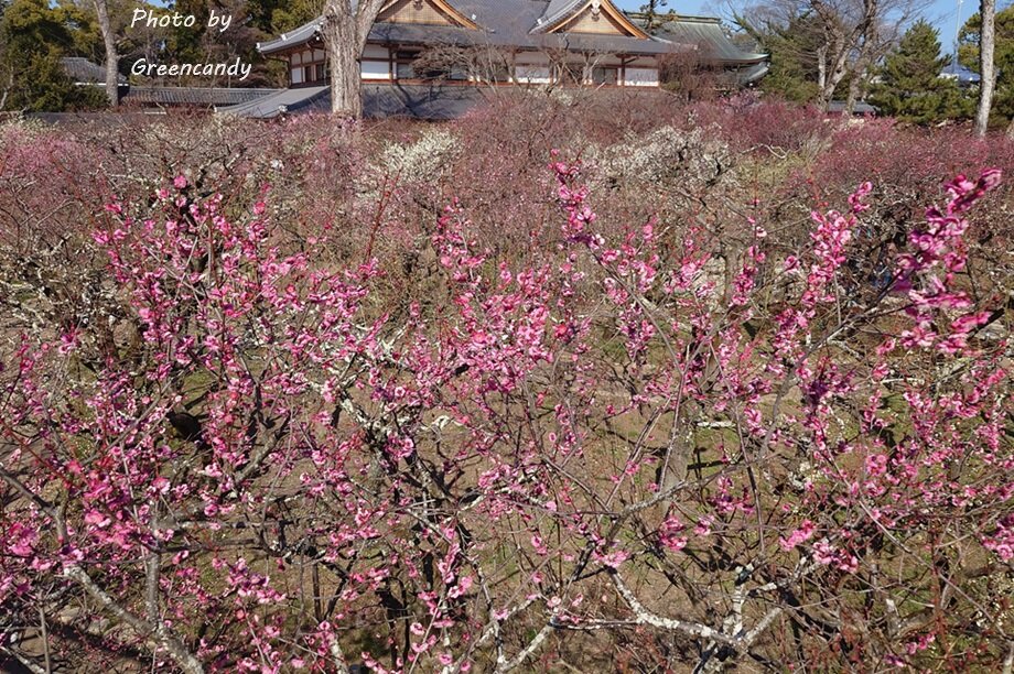 北野天満宮の梅-19