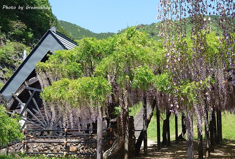 白井大町藤公園-13