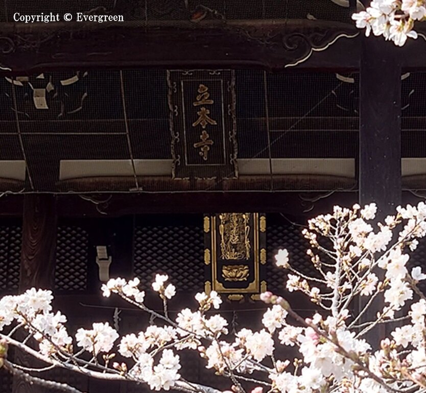 立本寺の桜-06