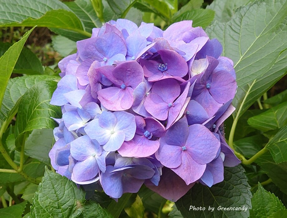 丹州華観音寺の紫陽花-21