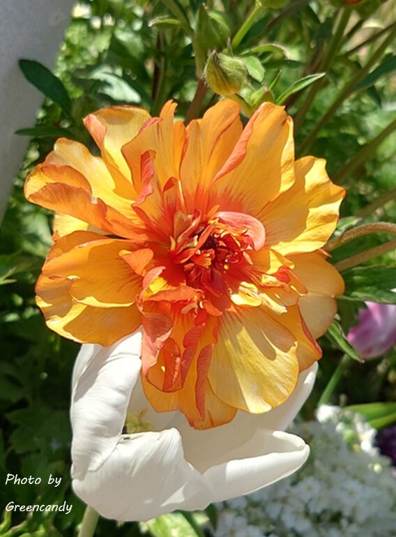 明石海峡公園の春の花-03