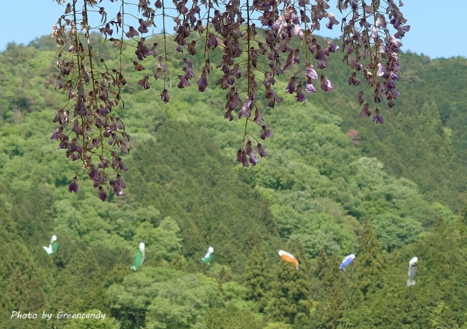 白井大町藤公園-18