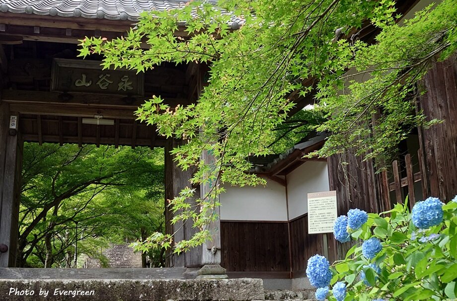 丹波円通寺のあじさい-22