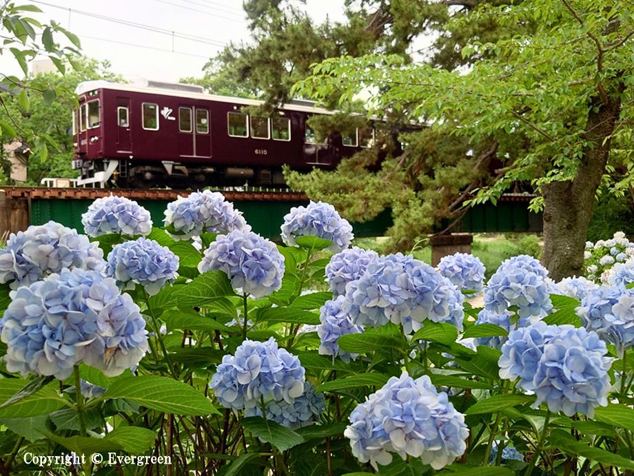 夙川公園の紫陽花-02