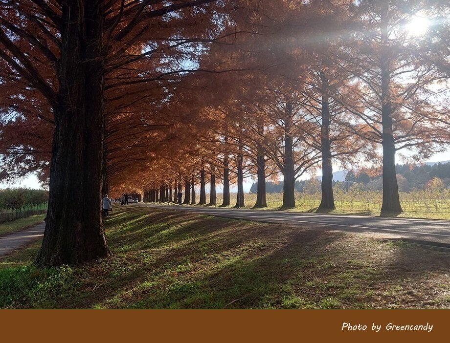 高島市メタセコイア並木道の紅葉-12