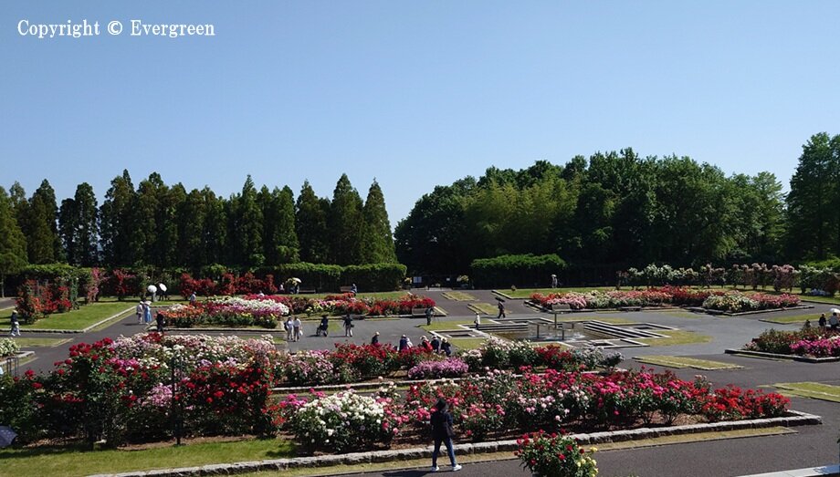 播磨中央公園のバラ-12
