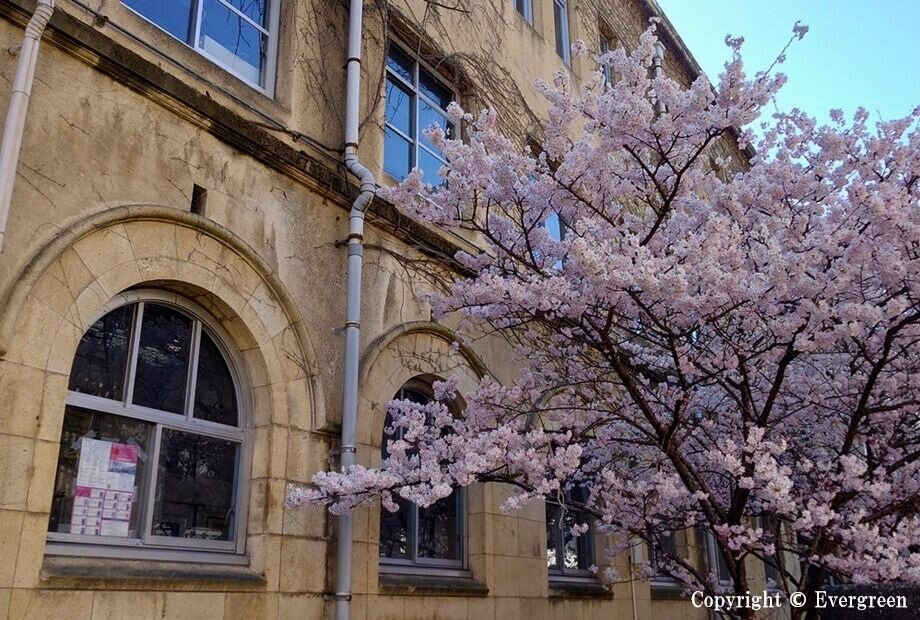 成徳学舎の桜-06