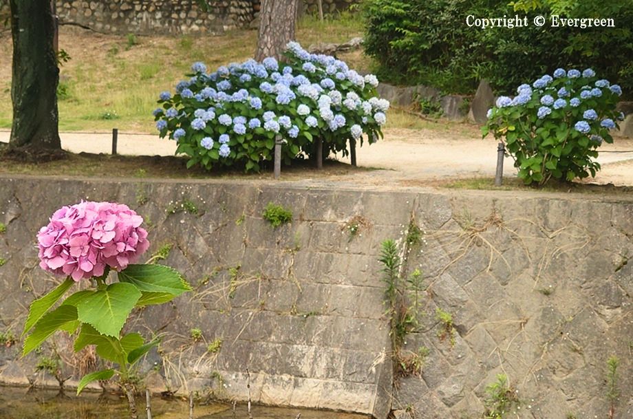 夙川公園の紫陽花-10