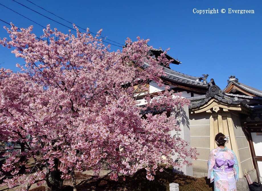 長徳寺の桜-01