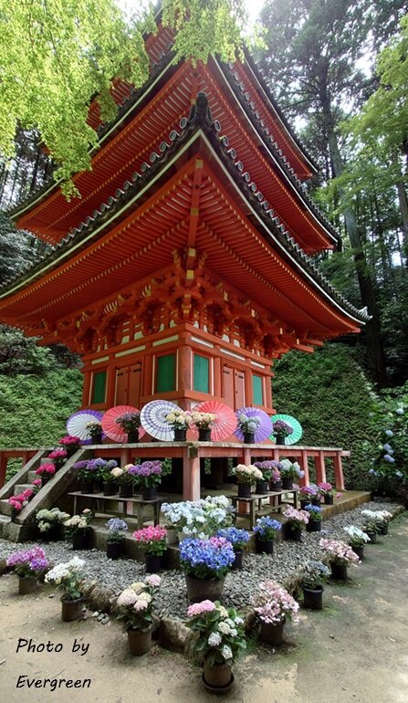 岩船寺のあじさい-11