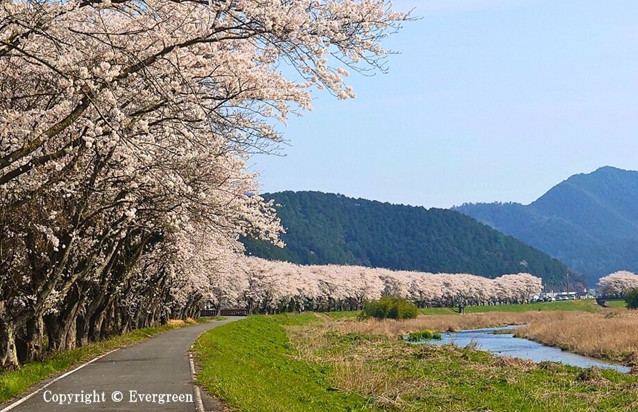 加古川堤防の桜-03