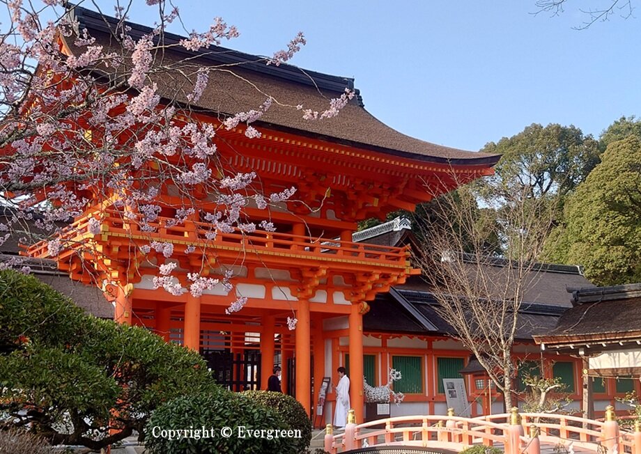 上賀茂神社の桜-01