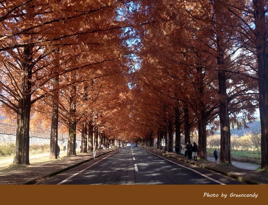 高島市メタセコイア並木道の紅葉-02