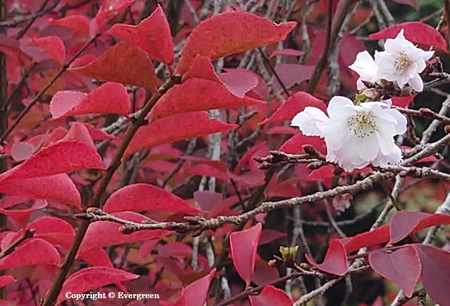 実光院の紅葉-05