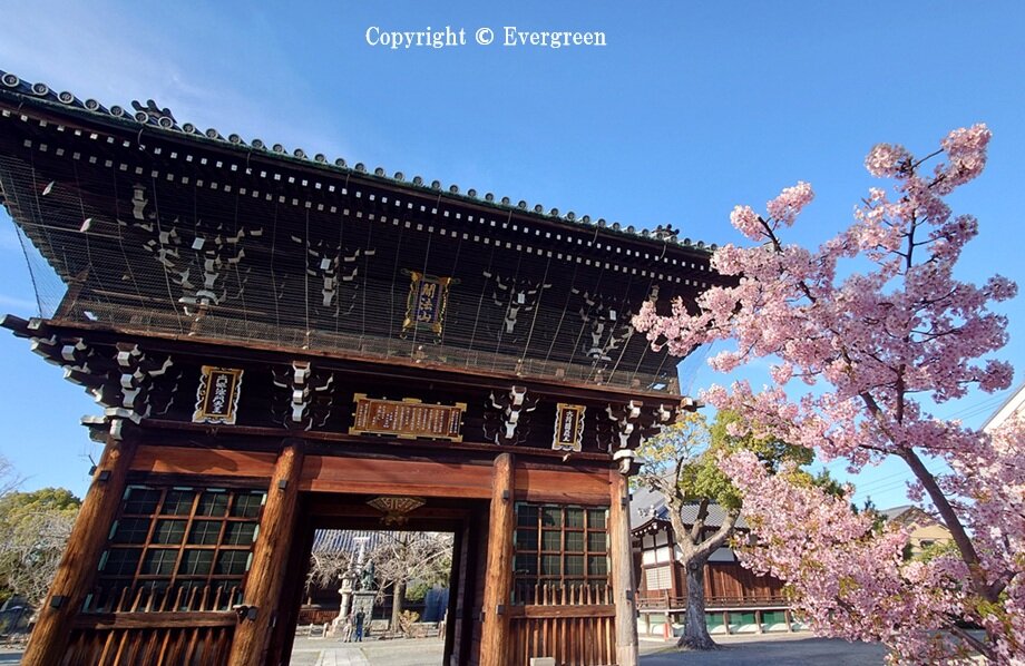 頂妙寺の桜-05