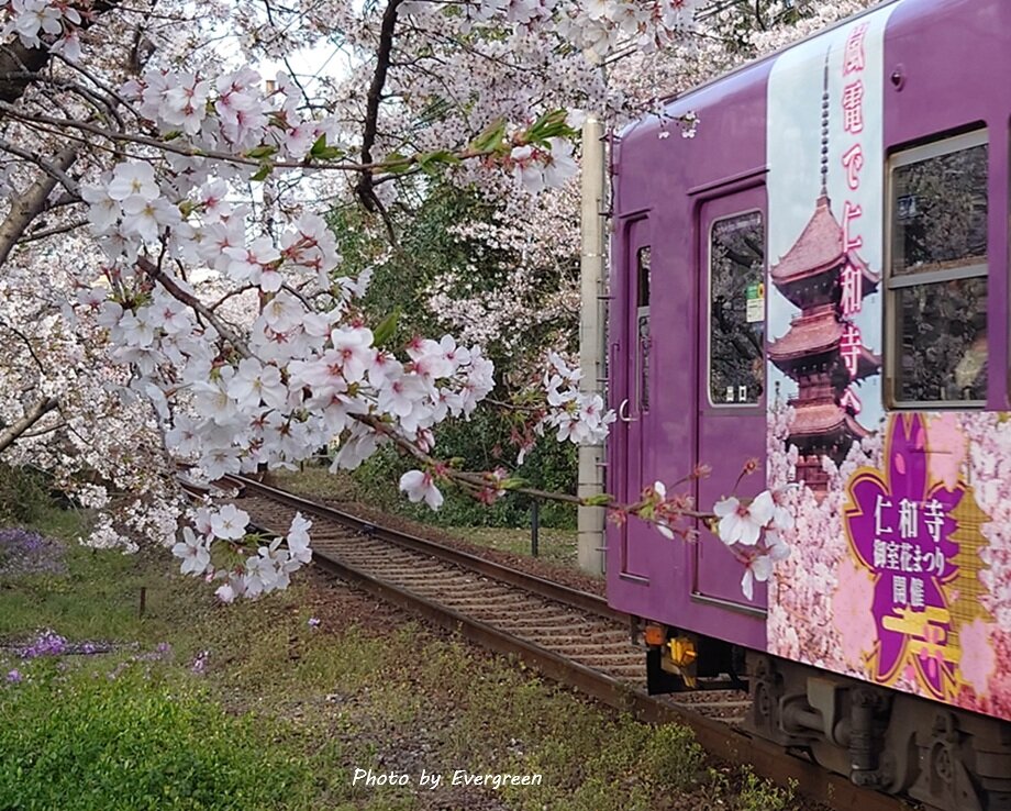 嵐電桜のトンネル-04