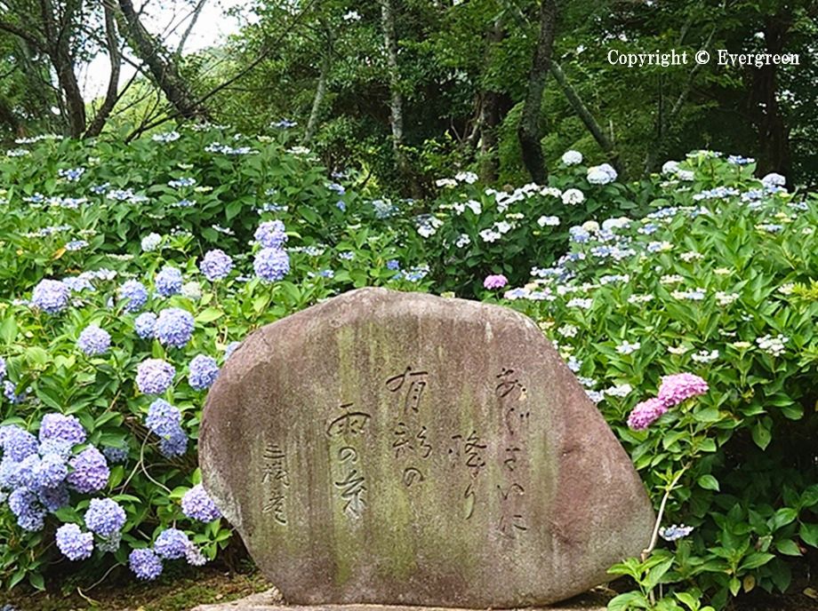 都麻乃郷あじさい園-05