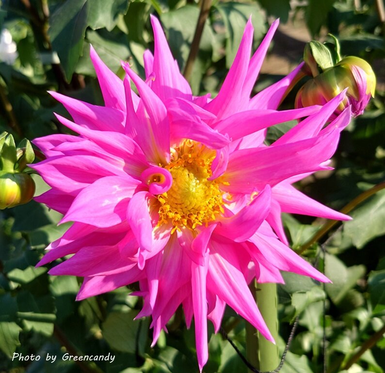 馬見丘陵公園の秋の花々-17