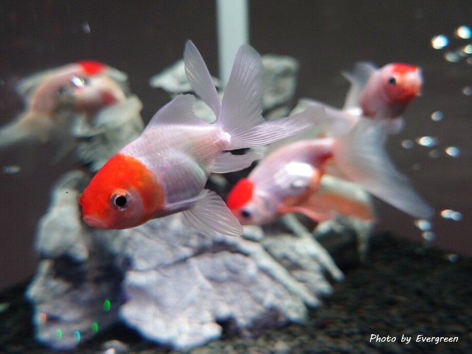 奈良金魚ミュージアム-28