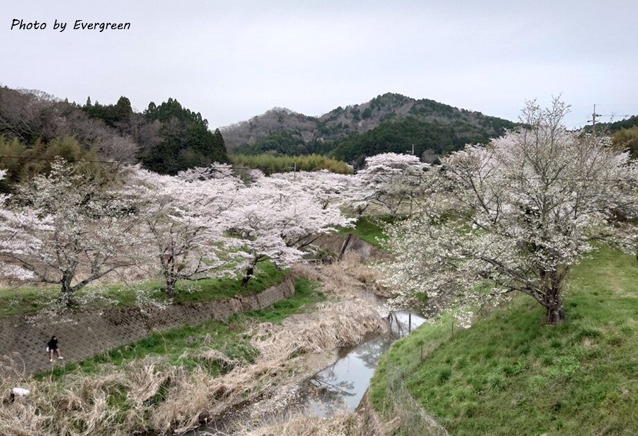 丹波の桜-01