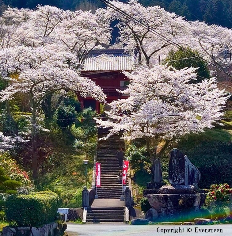 常勝寺の桜-01
