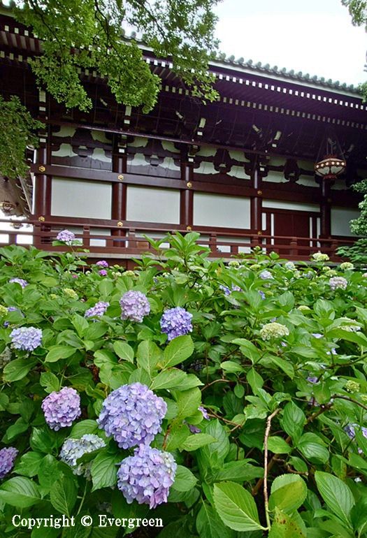 智積院の紫陽花-03