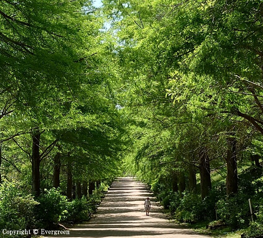 播磨中央公園の新緑-01