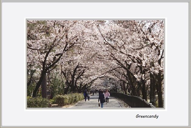 夙川公園の桜-14