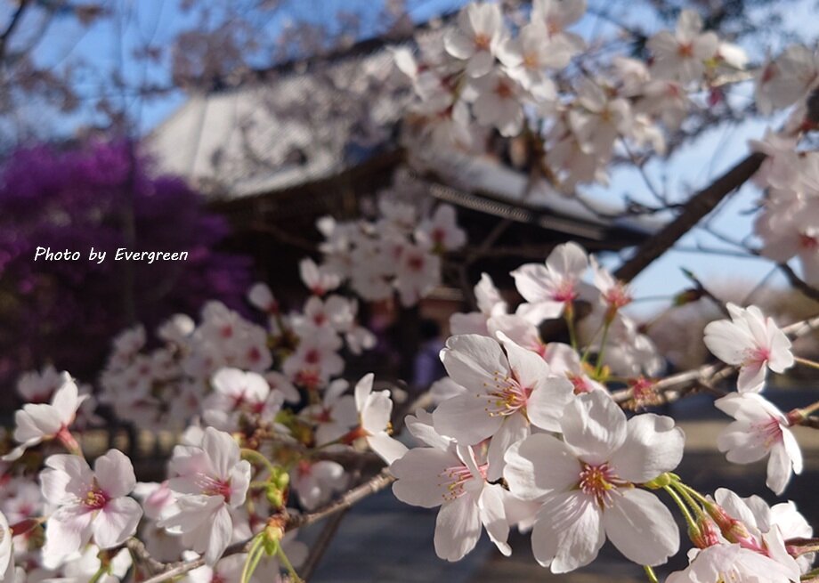 仁和寺の桜-09