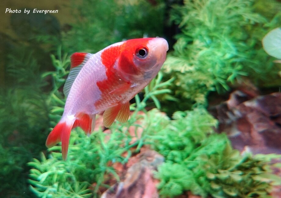 奈良金魚ミュージアム-22