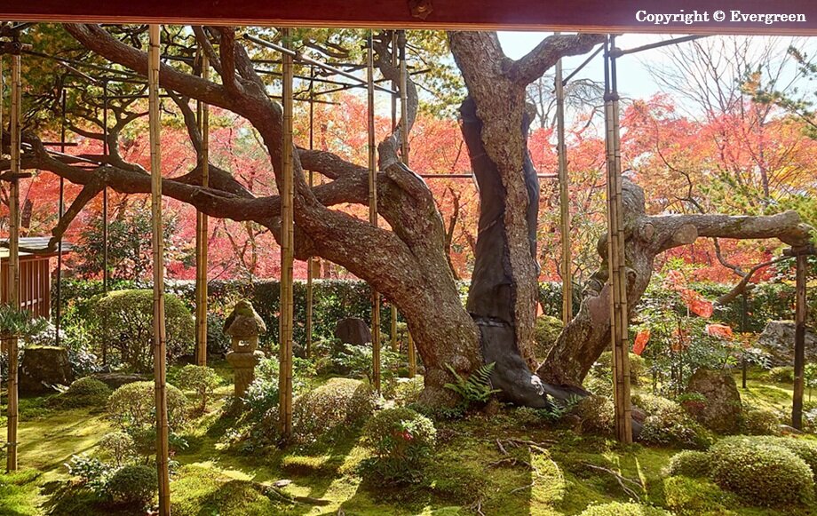 宝泉院の紅葉-03