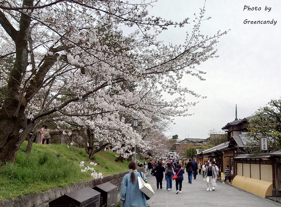 ねねの道の桜-01