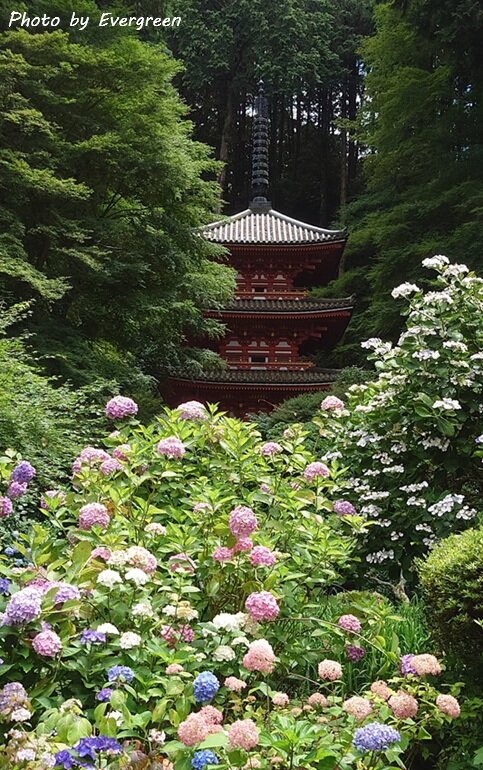 岩船寺のあじさい-09