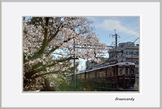 夙川公園の桜-5