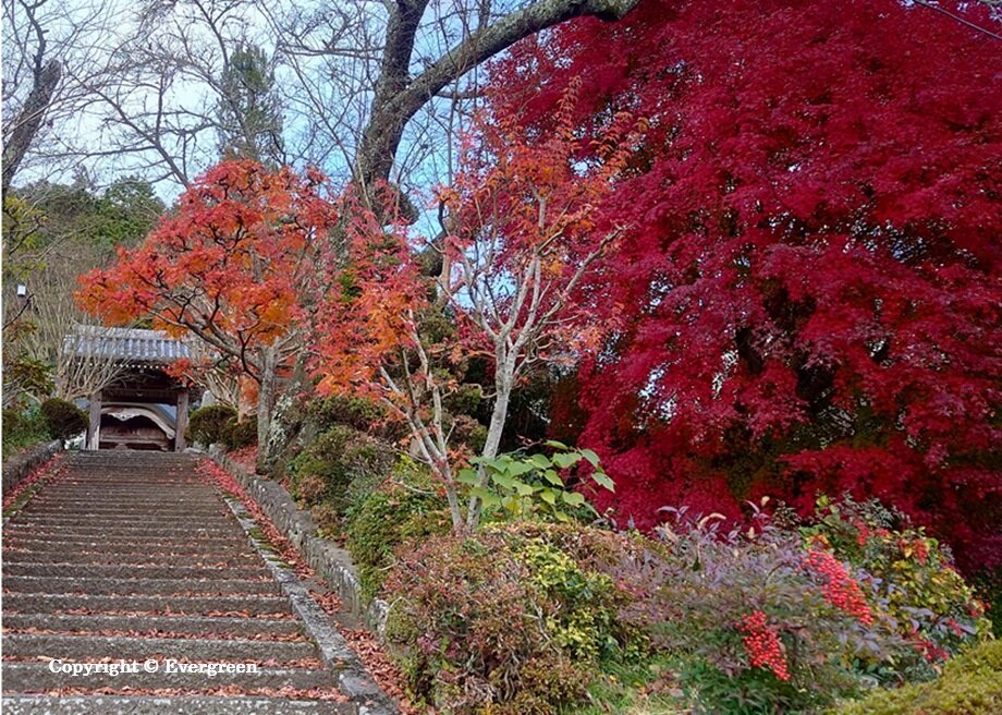 如来寺禅昌寺の紅葉-05