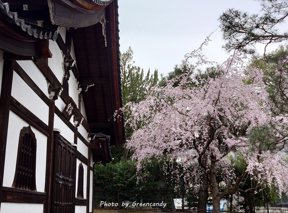 建仁寺の桜-03