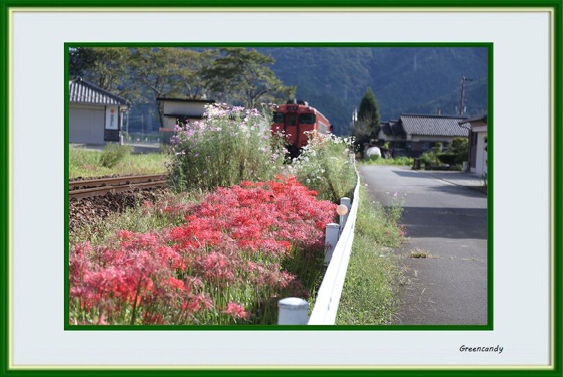 彼岸花と電車-06