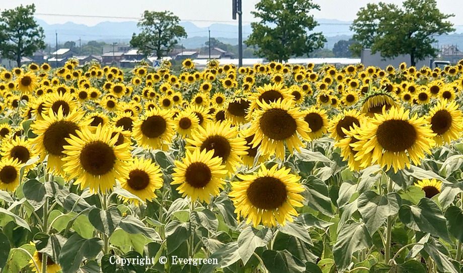 小野ひまわりの丘公園のヒマワリ-03